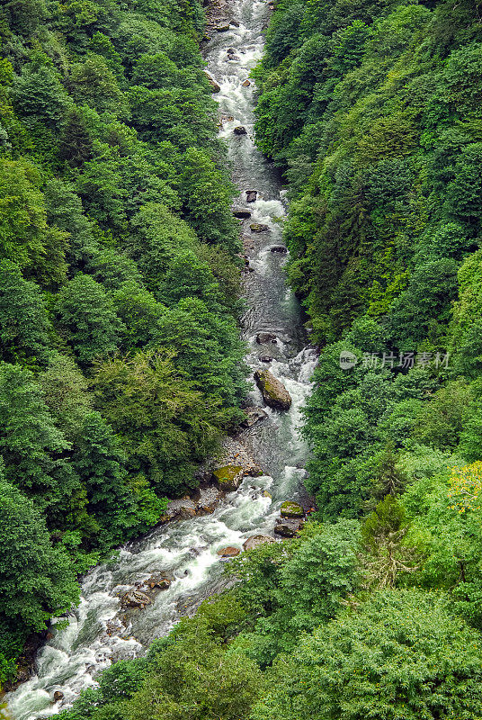 黑海东部地区的风暴溪(Fırtına Stream)和混交林